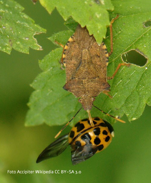 Asiatischer Marienkfer