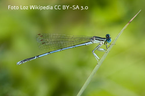 Blaue Federlibelle