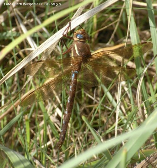 Braune Mosaikjungfer