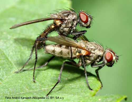 Die Fliege, alle Insekten A-Z