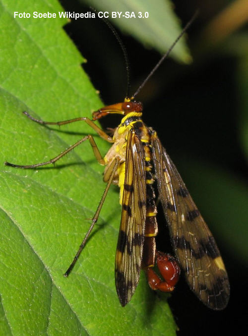 Gemeine Skorpionsfliege