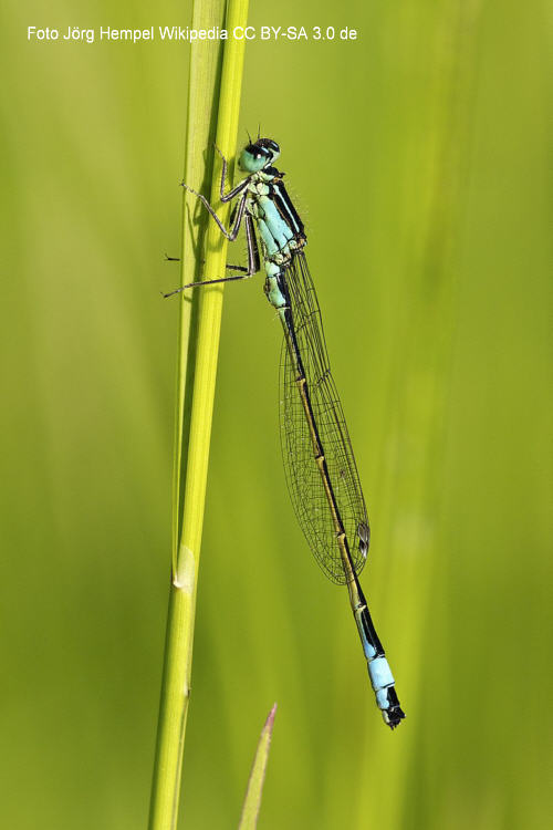 Groe Pechlibelle