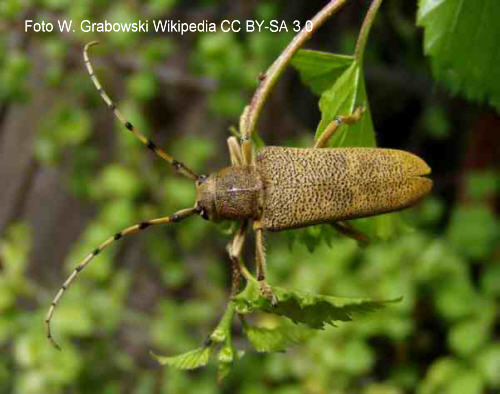 Groer Pappelbock