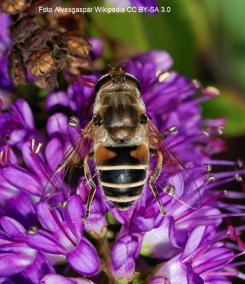 Kleine Keilfleckschwebfliege