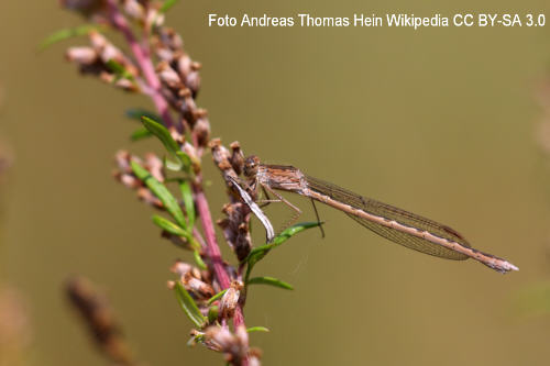 Sibirische Winterlibelle